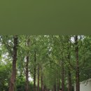 우로지 자연숲 공원(메타세쿼이아길) 이미지