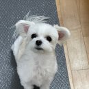 플랫커피