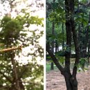 샛마을근린공원 이미지