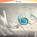 시그니아독일보청기 수원센터 이미지