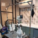 제이앤제이애견 이미지