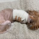 쥬시동물병원 이미지