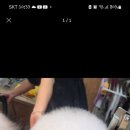 부르주화 펫 이미지