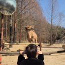 에버랜드 동물병원 | 에버랜드 워킹사파리 후기｜대기시간 70분? 실제는 20분 아이랑 다녀온 현실 후기