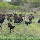 동산흑염소농장 이미지