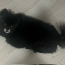 댕구르미 이미지