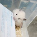 펫엔글라이더 인천점 이미지