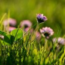 예향의 숲 이미지