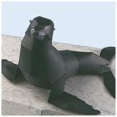 Fernandez fur seal 이미지