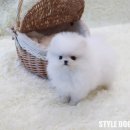 여주켄넬 이미지