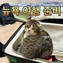 준앤그린섬미술교습소 | 결혼하고 나서 뉴욕 신혼여행 준비하기