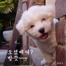 예 Daum카페