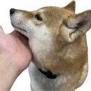 수피아동물병원 이미지