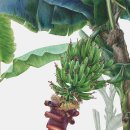 힐링 꽃과 식물 세밀화 이미지