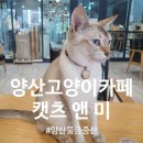 CATS&ME(캣츠 앤 미) 이미지