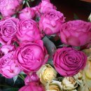 피아노숲 이미지