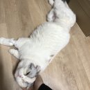 개거품그루밍 네이버블로그