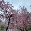 외고앞 이팝나무가로수 | 창녕 영산만년교,연지교 남지공원 능수벚꽃,유채꽃,튤립 명소 개화상황