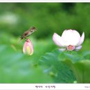 [이천] 성호호수 연꽃단지의 개개비와 데이트 이미지