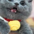 강남고양이분양 스타돌스 | 강남고양이분양, 스타돌스에서 특별한 친구를 찾아요! 🐾