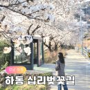 130.못골터널_3 | 하동 벚꽃 끝났을까? 십리벚꽃길 비 온 뒤 현재 상황 카페 드라이브 코스 추천