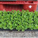 장기농약사 이미지