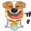 순심이 애견미용 이미지