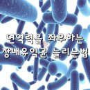 면역력을 좌우하는 장내 유익균 늘리는 방법 4가지 이미지