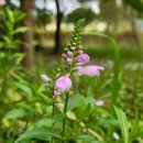 멜로디언 이미지