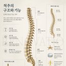 gold dog | 척추 질환 15가지 핵심 정리 — 원인·증상·진단·수술 후 재활 필라테스 관리까지 : 전주 레노바티오