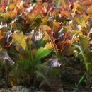 보람농장 이미지