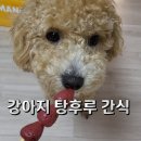 강아지 수제간식 탕후루 / 멍후루 담무 후기