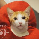 아리 동물병원 이미지