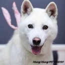 멍멍펫스토어 이미지