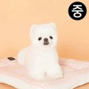 도그365 쇼핑하우