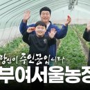 대전 MBC 부여 딸기수확 체험마을 이미지