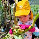 [스스로1,2반] 옥수수 밭에 다녀왔어요🌽 이미지