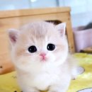 캣프렌즈 이미지