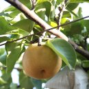 미리내농장 이미지