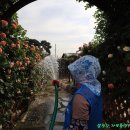 곡성세계장미축제장 이미지