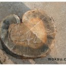 여주-0411 이미지