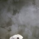 이츠펫(진천점) 이미지