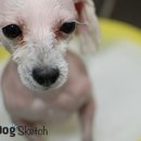 써니도그 이미지