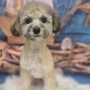 속초애견 더 이쁘개 이미지