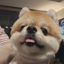 나나 애견 미용실 이미지