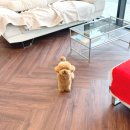 올웨이즈 반려견 미용실 이미지