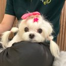 털로덮인친구들 서울상도점 이미지