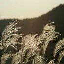 희망할인마트 Daum카페