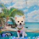 펫 살롱 파밀리에 이미지