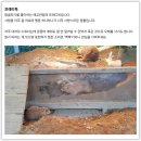 셀리가든애견농장 | 16개월 쌍둥이와 뜨거웠던 여름 나들이｜파주 "퍼스트가든" 방문 후기